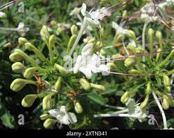 Image result for Clerodendrum ternatum