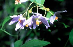 Image result for Solanum seaforthianum