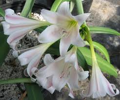 Image result for Crinum lugardiae