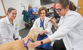 Check spelling or type a new query. Seizures And Anticonvulsant Medications Veterinary Medicine At Illinois