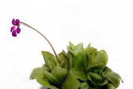 Image result for Lentibulariaceae