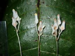 Image result for Burmannia