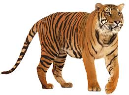 Gastebuch Von Bayern Fan Frau Tiger Images Tiger Animals