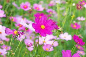 We have a variety of photos from bouquets to garden flowers. Colorful Cosmos Flower Field Mixed With Old And New Flowers Stock Photo Picture And Royalty Free Image Image 138816364