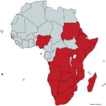 Image result for Xerophyta zambiana