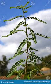 Image result for Phyllanthus amarus