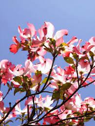 Whether you want instant impact with a mature tree or prefer to see it grow, we offer a huge range of ornamental trees for every budget. 54 Plants For Zone 9 Ideas Plants Zone 9 Sacramento