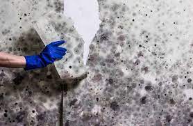 Usually musty odors disappear if the area is well heated and dried. How To Get Rid Of Mold In Your House From Ceiling To Floors To Basement Molekule Blog
