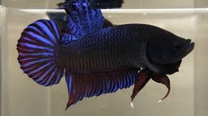Betta Super Blue Plakat Fighter Bg 1 Big Size Betta Betta Fish Tropical Freshwater Fish