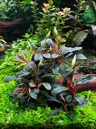 Image result for Nesaea sarcophylla