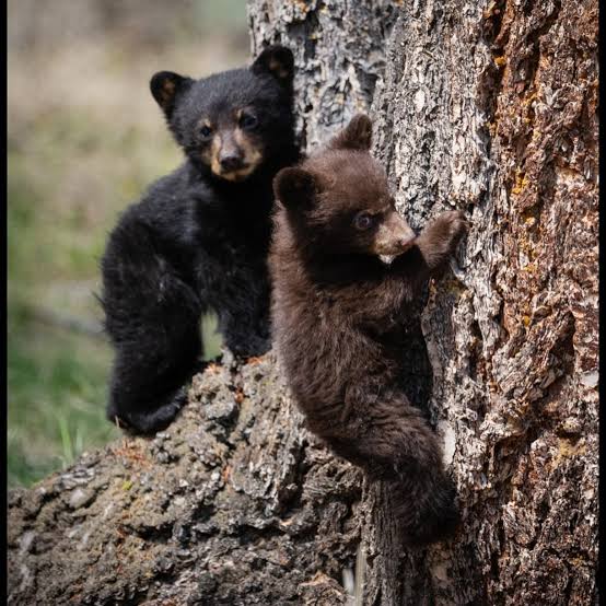 images?q=tbn:ANd9GcRj6MvMTvW0Y4sLvKBc1DZ