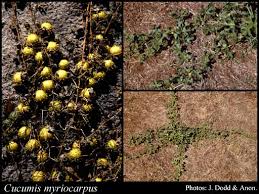 Image result for Cucumis myriocarpus