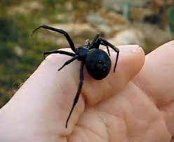 Black widow spider bites rarely kill people, but it's important to get medical attention as soon as you can do daddy long legs eat black widows? Black Widow Black Widow Control Pest Control Information