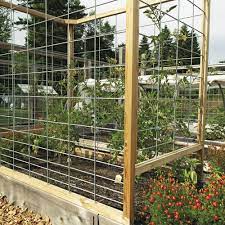 If you have larger rodents like rabbits make sure you have a strong fence that they cannot get through. How To Design A Pest Proof Vegetable Garden Finegardening