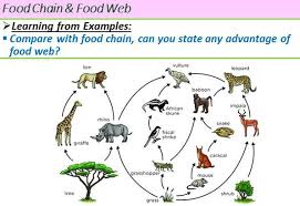 Maybe you would like to learn more about one of these? Ecology Food Web Food Web Ecosystems Trophic Level