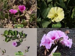 Image result for Convolvulaceae