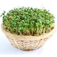 Image result for Lepidium sativum