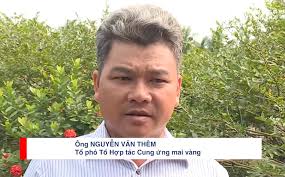 Video] Làng mai Bình Lợi sẵn sàng cho cung ứng cho thị trường Tết