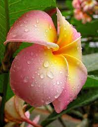 Plumeria Beautiful Flowers Amazing Flowers Plumeria Flowers