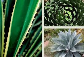 Image result for Asparagaceae