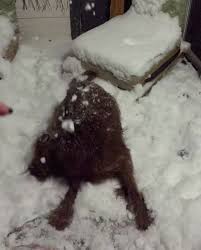 Alameda east veterinary hospital is a veterinary hospital located in denver, colorado, united states. Vca Alameda East Veterinary Hospital Videos Facebook