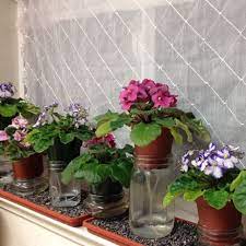 Wick Watered African Violets You Can Make It Look More Visually Appealing But This Is The Metho African Violets African Violets Plants African Violet Care