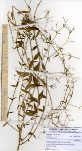 Image result for Oldenlandia affinis