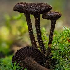 Image result for Inhambanella