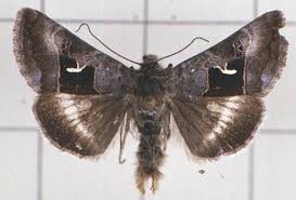 Image result for Syngrapha hochenwarthi