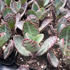 Image result for Kalanchoe humilis