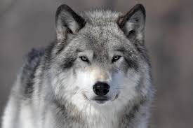 Check spelling or type a new query. How The Fight For The Gray Wolf Was Won Lost The Takeaway Wnyc Studios