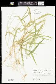 Image result for Urochloa deflexa