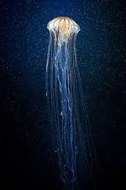 Sparkly Jellyfish Dark Blue Ocean Nature Glitter Underwater Jellyfish Sea Creatures Ocean Creatures Ocean Animals Sea Animals