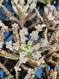 Image result for Bryophyllum tubiflorum