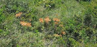 Image result for Tricalysia coriacea