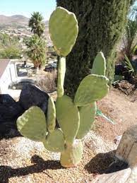 Often i'm asked where i got my the bold floor tiles in my bathroom. Moving Cacti Some Tips And Suggestions Dave S Garden
