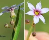 Image result for Sisyrinchium micranthum