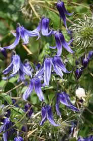 Image result for Clematis pulchra