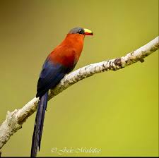 Image result for Melhania virescens