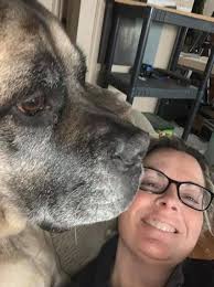 Went hill walking with my 6 year old mastiff Evah today. This was 4 miles  into a 9 mile walk and believe me, that hill behind her was a killer 🥵