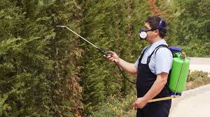 These oils work by suffocating the pest. Effective Pest Control And Pest Control Techniques Piopioshardware Com