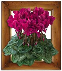 как ухаживать за цикламеном в домашних условиях после покупки Cyclamen Flower Pots Garden Planting Flowers
