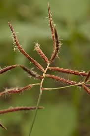 Image result for Cyperus nuerensis