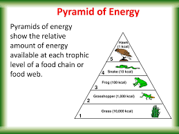 Maybe you would like to learn more about one of these? Ecological Pyramids Introduction To Energy Flow Ppt Download