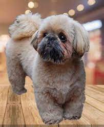 When do shih tzu puppies get fluffy. Do All Shih Tzu Have Long Hair Yes And No