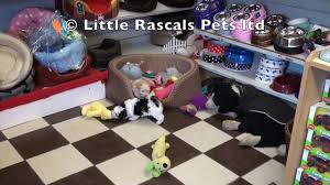 little rascals uk breeders new litter