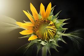 Ketidakjadian pokok bunga mendorong upin dan ipin untuk meminta nasihat daripada mei mei. Langkah Mudah Menanam Bunga Matahari Di Rumah Ngobrolin Id