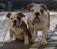 Read on to learn more. English Bulldog Puppy Information House Training English Bulldog Breeders