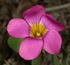 Image result for Oxalis obliquifolia