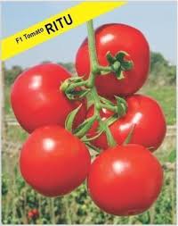 Jairons एग्रोटेक टमाटर के बीज, पैक: Hybrid Tomato Seeds Ritu At Rs 440 New Grain Market Hisar Id 19458834962